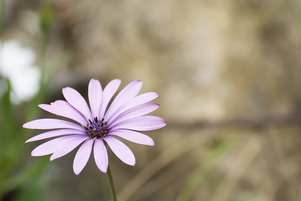 Fotografia de una flor, realizada en Gelida 2015